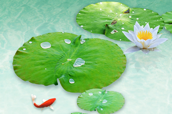 �A�μ���ľ�I | С������ʢ��ʼ